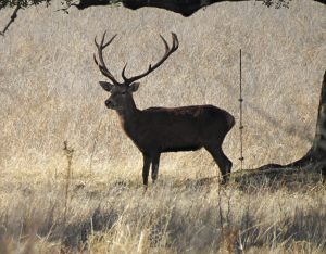 Macho de ciervo en berrea