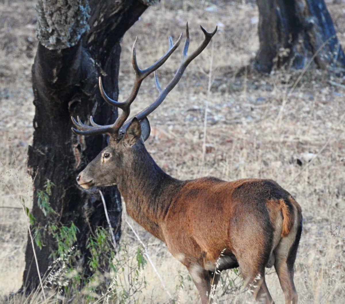 cervus elaphus