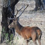 Birding en la Sierra de San Pedro Birding en la Sierra de San Pedro