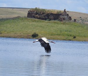 birding Orellana