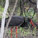 Ciconia nigra