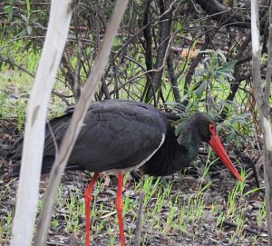 Ciconia nigra