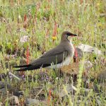 birding in Extremadura