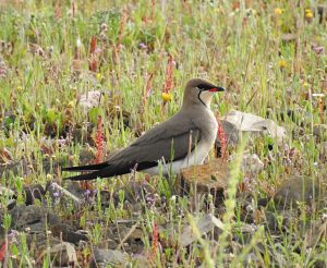 birding in Extremadura