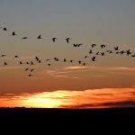 birding in Extremadura