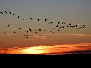 birding in Extremadura