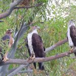 Birding en Extremadura Birding en Extremadura