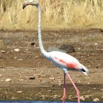 Phoenicopterus roseus, Boat birding