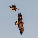 Golden eagle and young imperial eagle