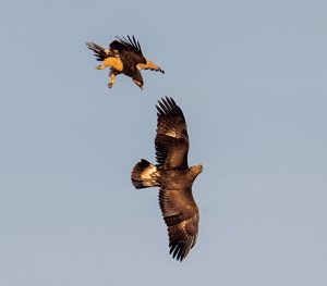 Golden eagle and young imperial eagle