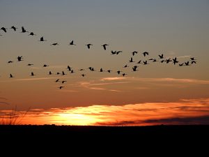 birding en Extremadura