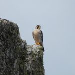 Falco peregrinus
