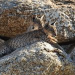 lynx in Extremadura