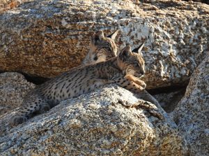 lynx in Extremadura