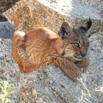 linces en Extremadura