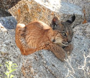 linces en Extremadura