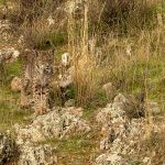 lynx in extremadura