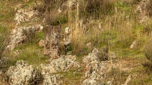 lynx in extremadura