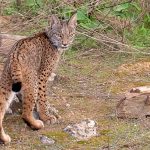 linces en Extremadura