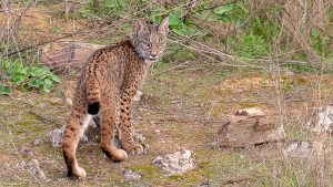 linces en Extremadura