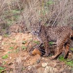 Lynx about to hunt a sick rabbit