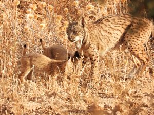 lince ibérico