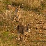 2 iberian lynx in Campiña Sur