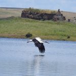 birding in Orellana