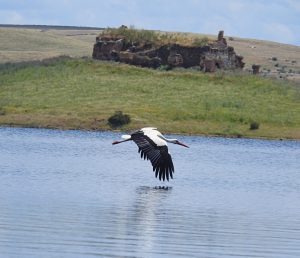 birding in Orellana