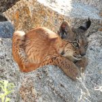 Lynx in Extremadura