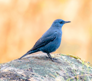 Monticola solitarius, lugares para ver aves