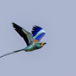 Birds of Senegal