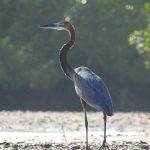 Ardea goliath