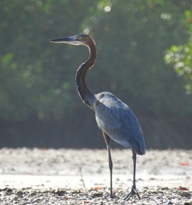 Ardea goliath, birds of Senegal