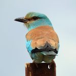 Coracias garrulus
