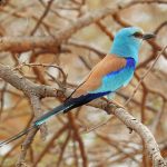 Coracias abyssinicus