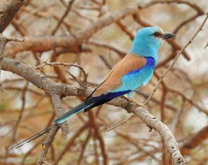 Coracias abyssinicus
