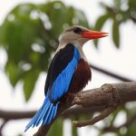 Halcyon leucocephala