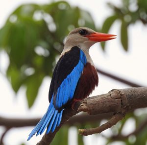 Halcyon leucocephala, birds of Senegal