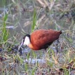 Actophilornis africanus