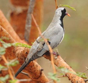 Oena capensis, birds of Senegal