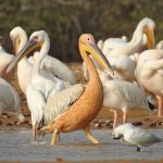 Pelecanus onocrotalus