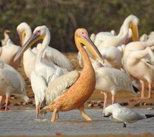 Pelecanus onocrotalus
