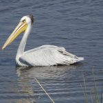 Pelecanus rufescens