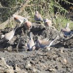 Spilopelia senegalensis