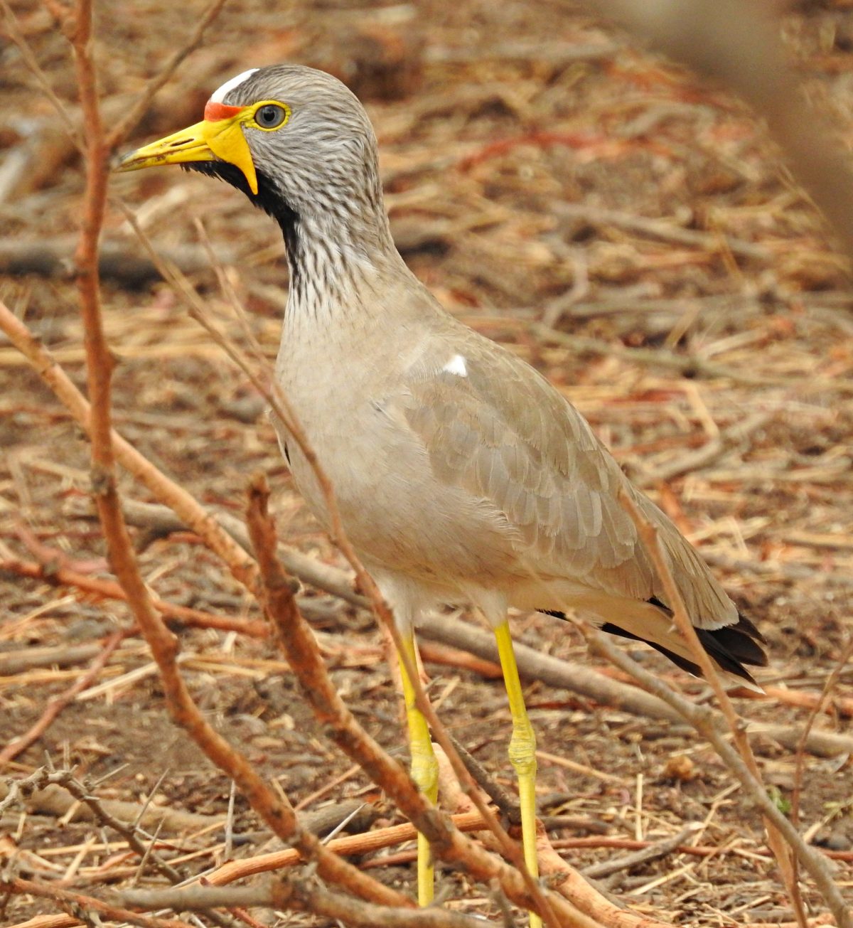 Birds of Senegal