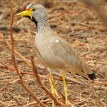 Birds of Senegal