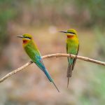 Merops persicus