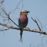 Coracias caudata, aves de Senegal