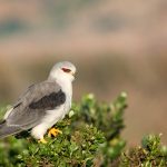 Elanus caeruleus